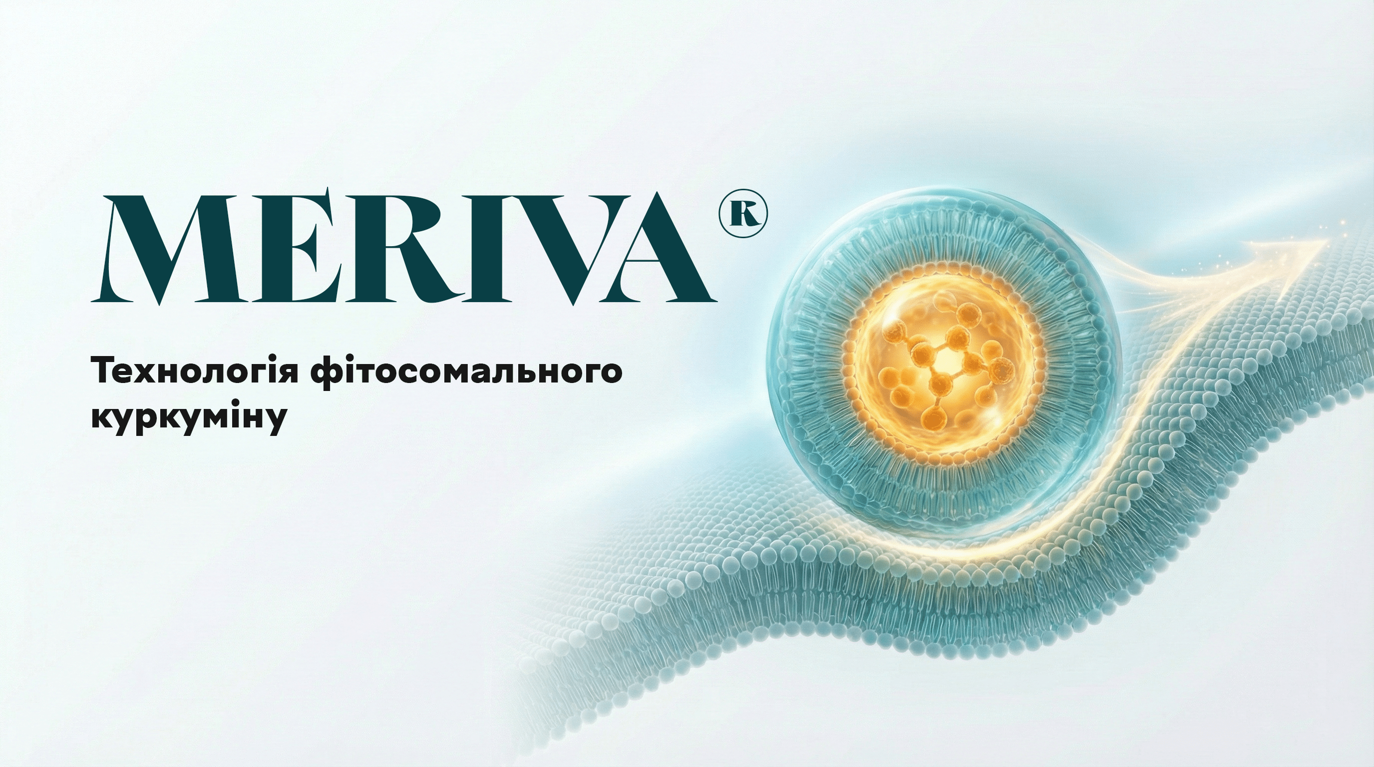 Meriva® – Фітосомальний Куркумін: Технологія Максимального Засвоєння